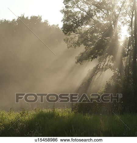 Sunlight through the trees at Lake of the Woods, Ontario View Large Photo Image Stock Photograph - Sunlight through the trees at Lake of the Woods, Ontario. Fotosearch