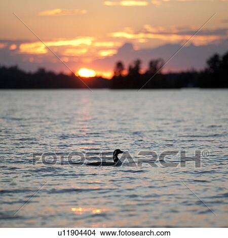 Sunset horizon over Lake of the Woods, Ontario View Large Photo Image Picture - Sunset horizon over Lake of the Woods, Ontario. Fotosearch