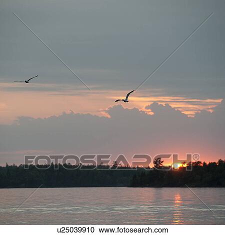 Stock Image - Sunset horizon over Lake of the Woods, Ontario. Fotosearch