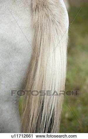Tail of Icelandic horses in pasture View Large Photo Image Stock Image - Tail of Icelandic horses in pasture. Fotosearch