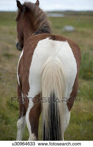 Tail of Icelandic horses in pasture View Large Photo Image Stock Image - Tail of Icelandic horses in pasture. Fotosearch