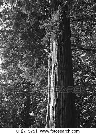 Stock Image - Tree in Vancouver, British Columbia, Canada. Fotosearch