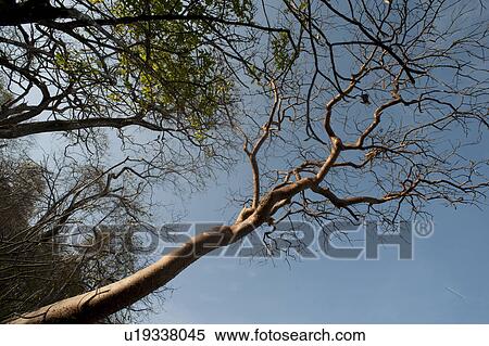 Tree tops in Costa Rica View Large Photo Image Stock Photography - Tree tops in Costa Rica. Fotosearch