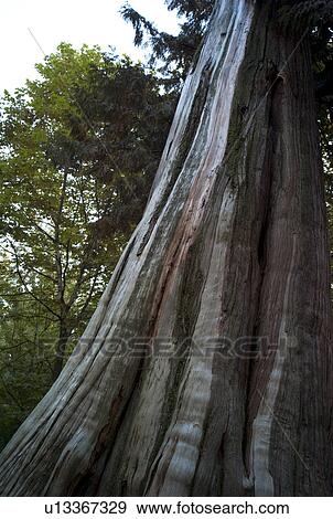 Stock Photo - Tree Trunk in Stanley Park in Vancouver, British Columbia, Canada. Fotosearch