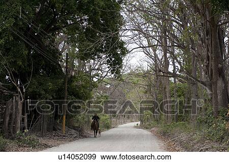 Stock Photo - Treed rural road in the tropical forest of Costa Rica with a person riding a horse and two dogs. Fotosearch