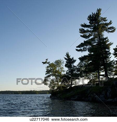 Stock Photograph - Trees along shoreline at Lake of the Woods, Ontario. Fotosearch