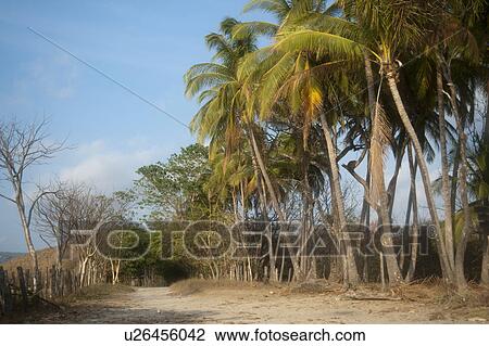 Stock Image - trees and palms astride a dirt road bounded by a rough fence. Fotosearch