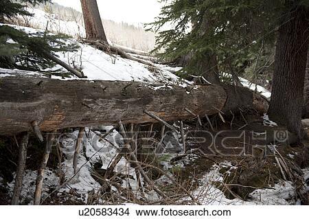 Trees in the forest in Vail, Colorado View Large Photo Image Picture - Trees in the forest in Vail, Colorado. Fotosearch