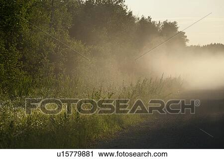 Stock Image - Trees with sunlight through mist at Lake of the Woods, Ontario. Fotosearch