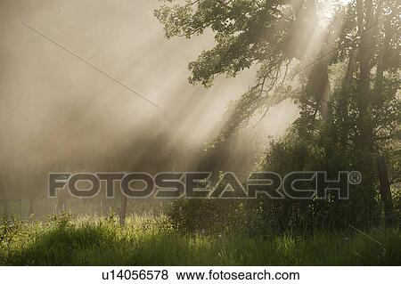 Trees with sunlight through mist at Lake of the Woods, Ontario View Large Photo Image Stock Photo - Trees with sunlight through mist at Lake of the Woods, Ontario. Fotosearch