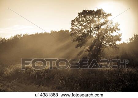 Trees with sunlight through mist at Lake of the Woods, Ontario View Large Photo Image Stock Photo - Trees with sunlight through mist at Lake of the Woods, Ontario. Fotosearch