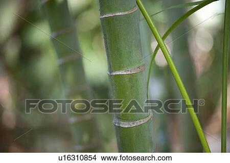 Picture - Tropical green jungle bamboo stalks. Fotosearch