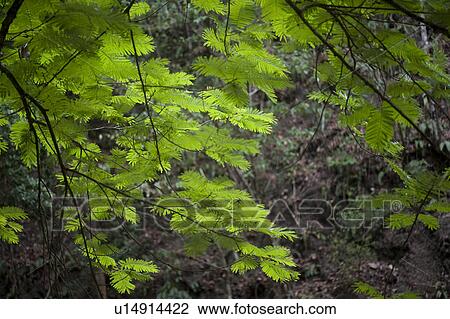 Stock Image - Tropical green jungle leaves . Fotosearch
