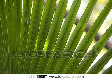 Stock Photo - Tropical green palm fronds. Fotosearch