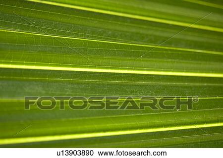 Stock Image - Tropical green palm leaf closeup. Fotosearch