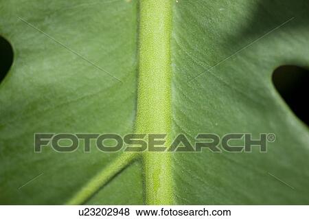 Tropical green succulent jungle leaf View Large Photo Image Stock Photo - Tropical green succulent jungle leaf. Fotosearch