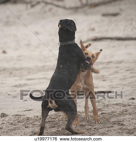Stock Photograph - Two dogs fighting on the beach in Costa Rica. Fotosearch
