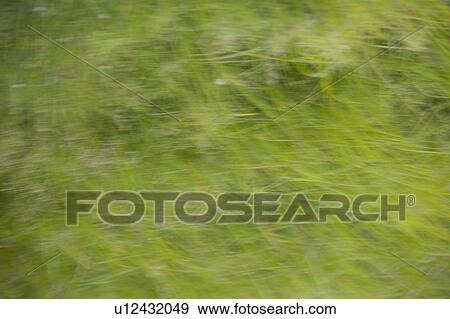 Stock Photo - Unfocused green grasslands. Fotosearch