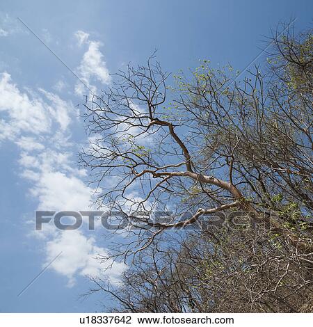 Stock Image - Vegetation in Costa Rica. Fotosearch