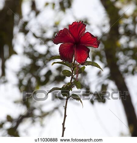 Stock Photo - Vegetation in Costa Rica. Fotosearch