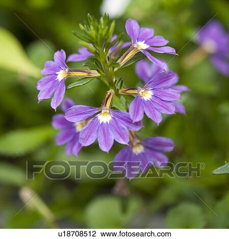 Violet colored wildflowers in Lake of the Woods, Ontario View Large Photo Image Stock Image - Violet colored wildflowers in Lake of the Woods, Ontario. Fotosearch