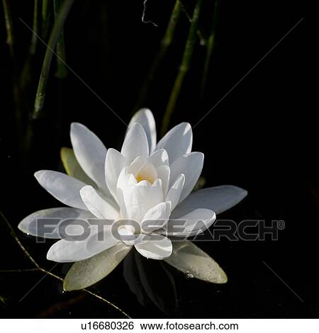 Stock Photograph - Waterlily at Lake of the Woods, Ontario. Fotosearch