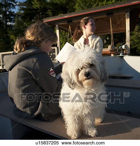 White dog looking at the camera View Large Photo Image Stock Photography - White dog looking at the camera . Fotosearch