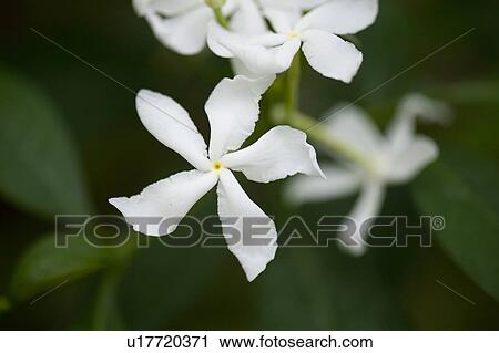 Stock Image - White Jasmine flower blossoms. Fotosearch
