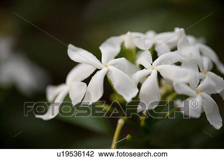 Stock Image - White Jasmine flower blossoms. Fotosearch