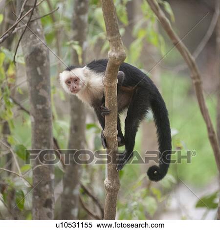 Stock Photography - White-throated Capuchin Monkey in a tree in Costa Rica. Fotosearch