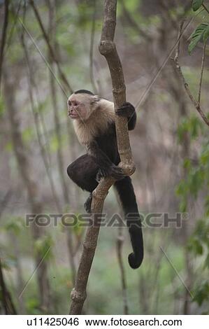 White-throated Capuchin Monkeys seated in the jungles of Costa Rica View Large Photo Image Stock Photograph - White-throated Capuchin Monkeys seated in the jungles of Costa Rica. Fotosearch