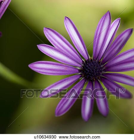 Wildflower at Lake of the Woods, Ontario View Large Photo Image Stock Image - Wildflower at Lake of the Woods, Ontario. Fotosearch