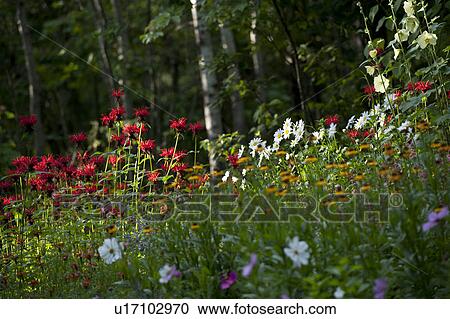 Stock Image - Wildflowers at Lake of the Woods, Ontario. Fotosearch