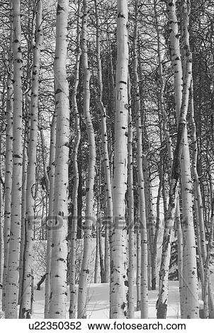 Winter forest in Vail, Colorado View Large Photo Image Stock Image - Winter forest in Vail, Colorado. Fotosearch