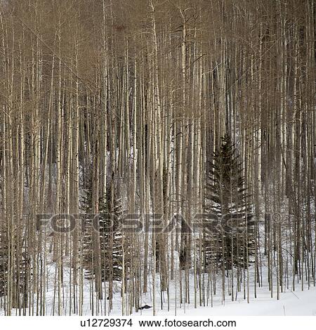 Winter landscape in Vail, Colorado View Large Photo Image Picture - Winter landscape in Vail, Colorado. Fotosearch