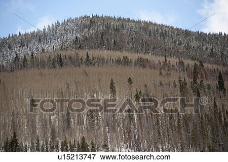 Stock Photo - Winter landscape in Vail, Colorado. Fotosearch