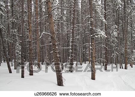 Stock Photograph - Winter landscape in Vail, Colorado. Fotosearch