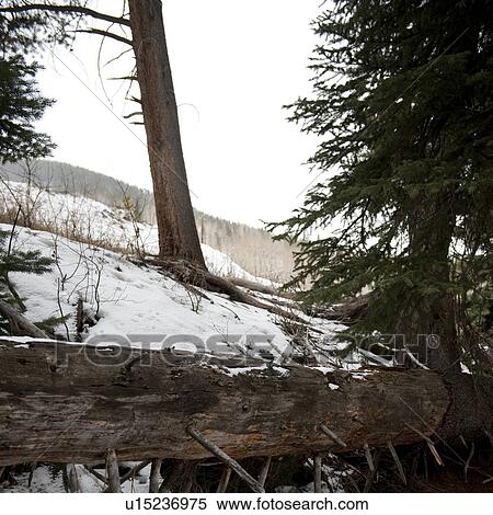 Winter landscape in Vail, Colorado View Large Photo Image Stock Photography - Winter landscape in Vail, Colorado. Fotosearch