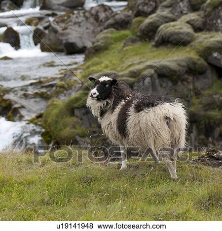 Woolly sheep on rocky field View Large Photo Image Stock Photo - Woolly sheep on rocky field. Fotosearch