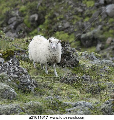 Woolly sheep on rocky field View Large Photo Image Stock Photo - Woolly sheep on rocky field. Fotosearch