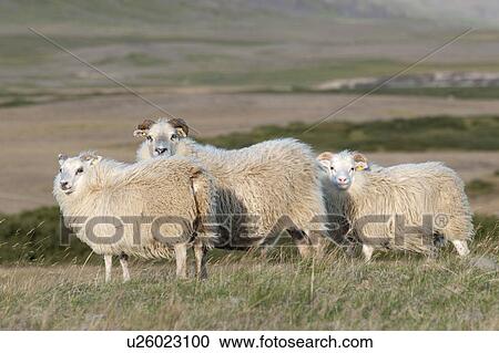 Woolly sheep standing in the grassland View Large Photo Image Stock Image - Woolly sheep standing in the grassland. Fotosearch
