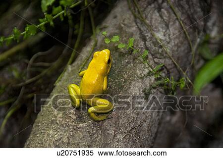 Yellow frog at the Butterfly Palace in Branson, Missouri View Large Photo Image Stock Photography - Yellow frog at the Butterfly Palace in Branson, Missouri. Fotosearch