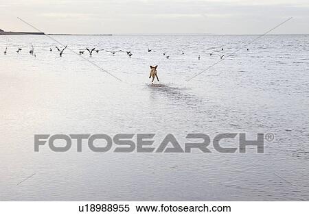 Stock Photography - Mixed breed dog chasing birs in Herne Bat, Kent. Fotosearch