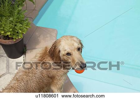 Mixed breed Golden Retriever-Poodle at swiiming pool with ball in mouth View Large Photo Image Stock Image - Mixed breed Golden Retriever-Poodle at swiiming pool with ball in mouth. Fotosearch
