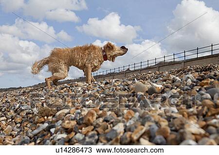 Stock Image - Mixed-breed Golden Retriever-Poodle cross shaking wet fur on pebble beach, Herne Bay, Kent. Fotosearch