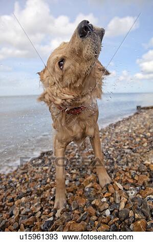 Mixed-breed Golden Retriever-Poodle cross shaking wet fur on pebble beach, Herne Bay, Kent View Large Photo Image Stock Image - Mixed-breed Golden Retriever-Poodle cross shaking wet fur on pebble beach, Herne Bay, Kent. Fotosearch