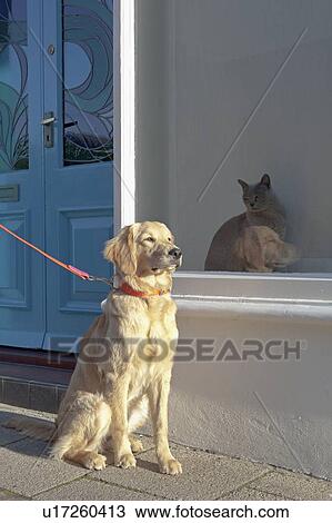 Stock Image - Mixed-breed Golden Retriever-Poodle cross ignoring a Burmese cat in Kent. Fotosearch