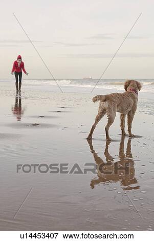Mixed breed Golden Retriever-Poodle cross with owner on beach in Herne Bay, Kent View Large Photo Image Stock Photo - Mixed breed Golden Retriever-Poodle cross with owner on beach in Herne Bay, Kent. Fotosearch