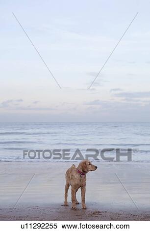 Stock Photography - Mixed breed Golden Retriever-Poodle cross on beach in Herne Bay, Kent. Fotosearch