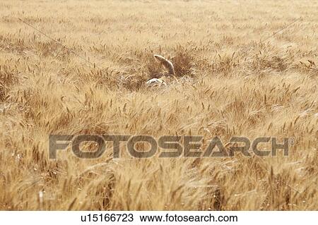 Stock Image - Tail of a mixed breed Golden Retriever-Poodle in a field, Kent. Fotosearch